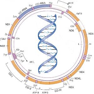 ESTRUCTURACIÓN GENÉTICA Diferencias entre DNAmt y microsatelites DNAmt Herencia materna No recombina Microsatelites Unidades de secuencia de ADN que se repiten Alta