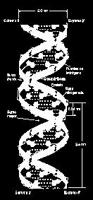 APORTE DE WATSON Y CRICK En 1953, Watson y Crick postularon un modelo tridimensional para explicar la estructura del DNA.