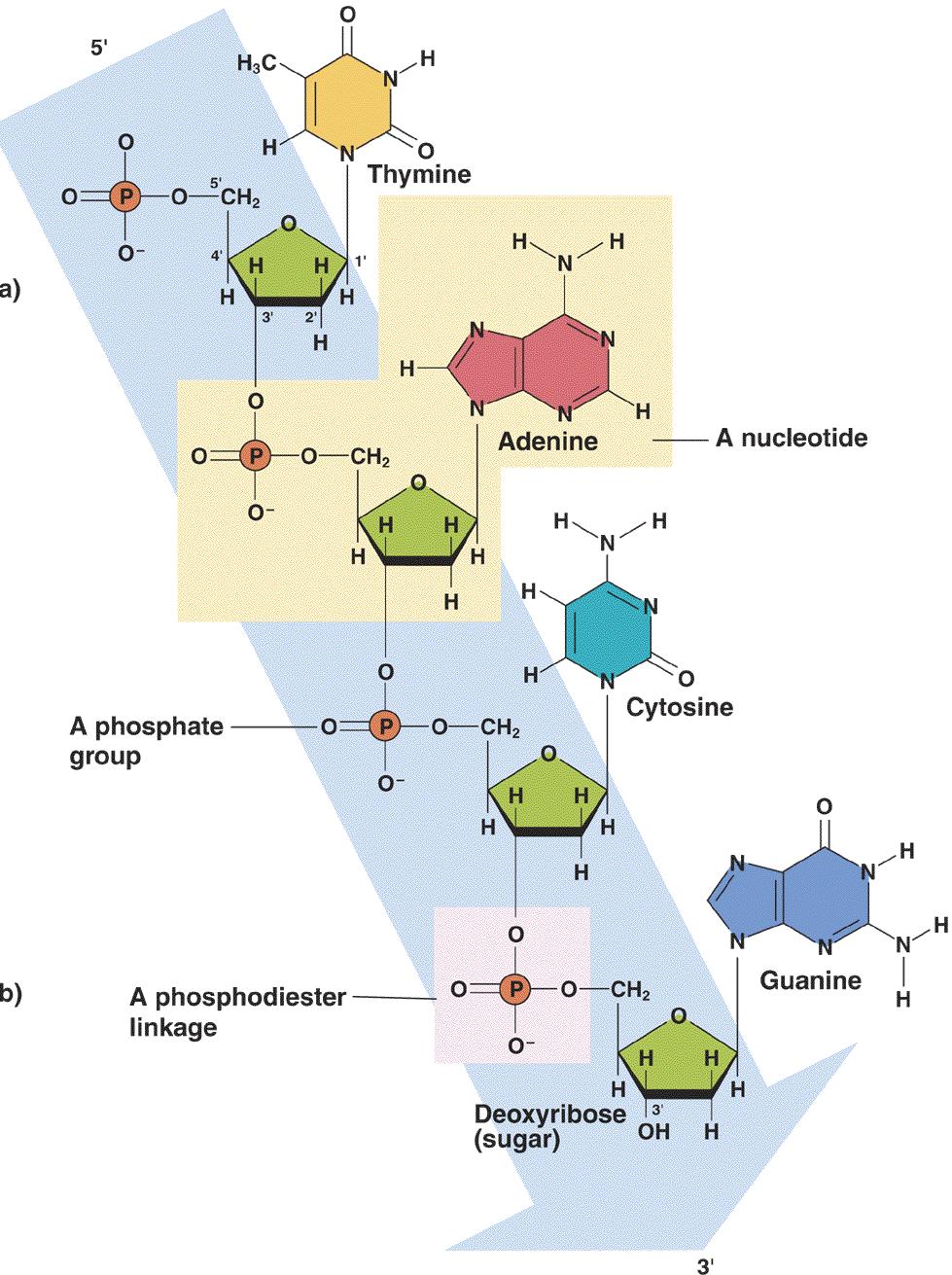 Estructura de los ácidos