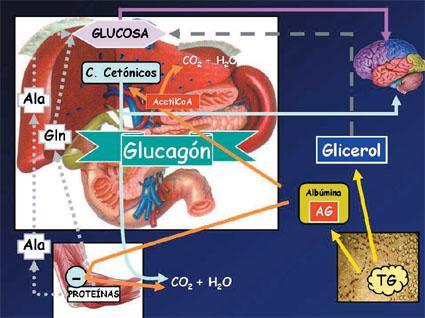 En el estado de ayuno, la glucogenólisis hepática es la vía principal que mantiene la glucemia.
