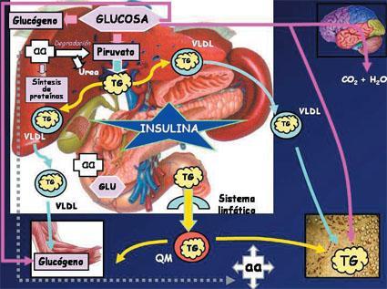 Integración del metabolismo III: adaptación del organismo a la disponibilidad de los nutrientes.