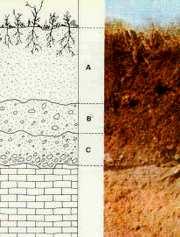 2. NATURALEZA, COMPOSICIÓN, TEXTURA Y ESTRUCTURA Horizontes del perfil del suelo: 3. PROCESOS Y FACTORES PEDOGENÉTICOS Procesos pedogenéticos: Lavado: Lixiviación.