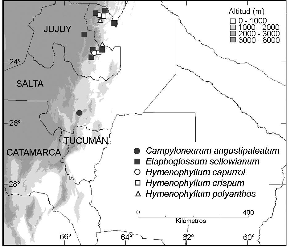 C. LARSEN, O. G. MARTÍNEZ & M. M. PONCE. Nuevos registros de helechos en la Argentina Observaciones. Es uno de los helechos tropicales más ampliamente distribuido.