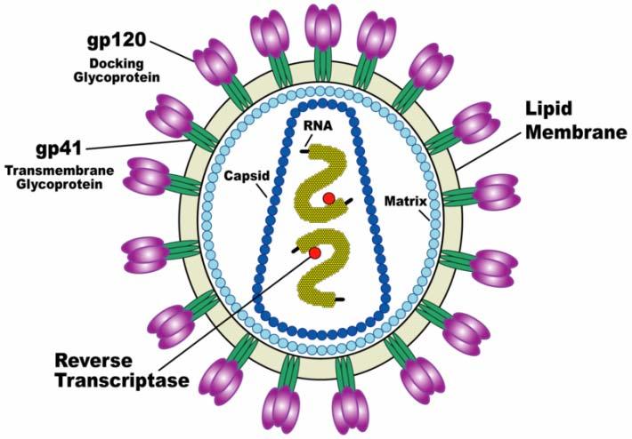 Virus Grupos I II III IV V VI VII Contienen dsdna viruses ssdna viruses dsrna viruses (+)ssrna viruses (-)ssrna viruses ssrna-rt viruses dsdna-rt viruses ss: single-stranded, ds: double stranded RT: