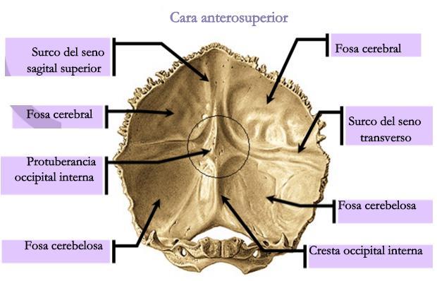 Occipital: La escama del occipital está dividida en cuatro fosas: dos superiores o cerebrales (alojan a los polos occipitales de los hemisferios cerebrales) divididas por el surco del seno sagital