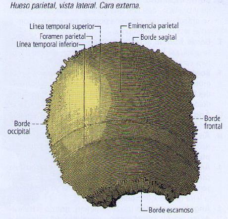 HUESO PARIETAL Hueso plano, par, de forma cuadrilátera que forma principalmente la calvaria del cráneo. Se ubica por detrás del frontal, encima del temporal y por delante del occipital.