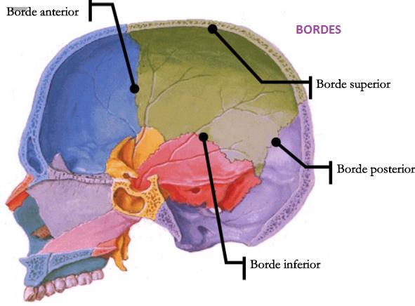 4 BORDES: 1) Borde anterior o frontal: Borde dentado, se articula con el frontal y forma la sutura coronal. 2) Borde superior o sagital: Borde dentado para la sutura sagital (interparietal).