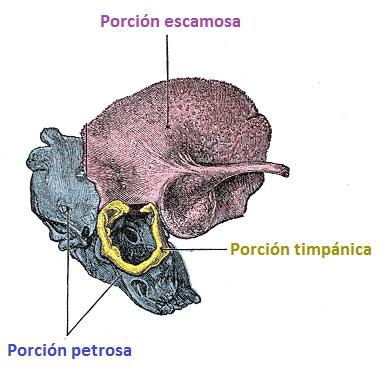 HUESO TEMPORAL - Hueso par, irregular, neumático, situado en la parte lateral, media e inferior del cráneo, contiene el órgano vestibulococlear, que es el órgano de la audición y el equilibrio.