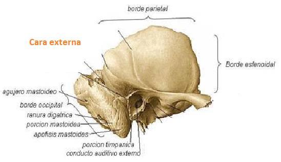 2) PORCIÓN MASTOÍDEA El límite que tiene con la escama está dado por la Incisura parietal. También presenta una cara externa o exocraneal y una interna o endocraneal.