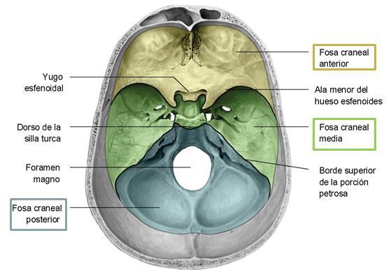 DIVISIÓN DEL NEUROCRÁNEO Se traza un corteoblicuo desde la glabela por anterior hasta la protuberancia occipital externa (inion) por posterior. Divide en 2 regiones CALVARIA (CALOTA.