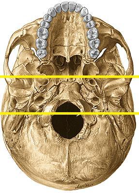 La fosa craneal anterior y media contienen al cerebro, mientras que el cerebelo se aloja en las fosas cerebelosas que son parte de la fosa craneal posterior.