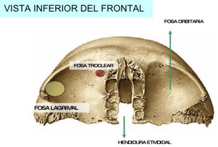Cara endocraneal, cerebral o posterior CARA EXOCRANEAL (ANTERIOR) - En la línea media se ve la sutura frontal media o metópica (desaparece alrededor de los 10 años).