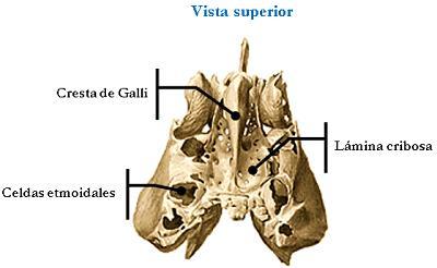 3. Masas laterales (laberintos etmoidales): Se ubican entre la cavidad nasal a medial y la cavidad orbitaria hacia lateral.
