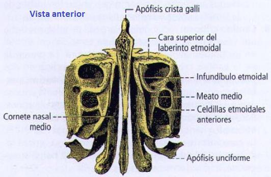 el meato medio (M1/2). En la pared lateral del meato medio están la apófisis unciforme y la bulla etmoidal, y entre ellas hay un espacio: el hiato semilunar.