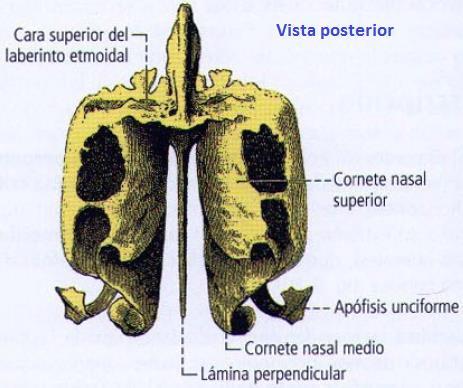3) Cara inferior: Se observa el borde inferior del cornete nasal medio, el meato nasal medio, y por último, una lámina ósea delgada orientada hacia atrás: la apófisis unciforme, que se dirige hacia