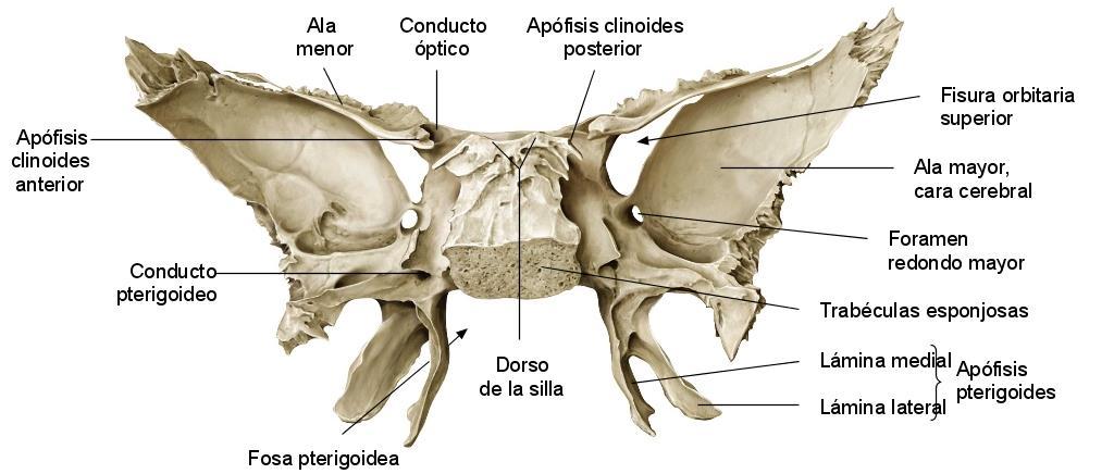 posteriores. 3) CARA POSTERIOR - Está compuesto por la lámina cuadrilátera que articula con el H. Occipital formando la sinostosis esfeno-occipital.