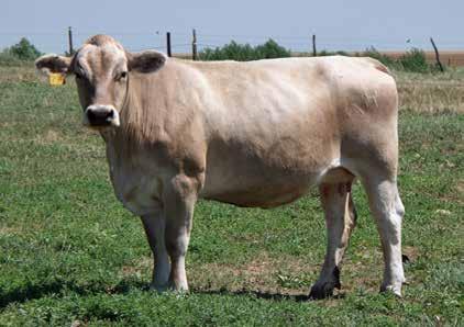 Dependiendo de la calidad y cantidad de forraje ofrecido, se recomienda de uno a dos kilos de Vaca Lechera Élite 22 por cada tres litros de leche producida.