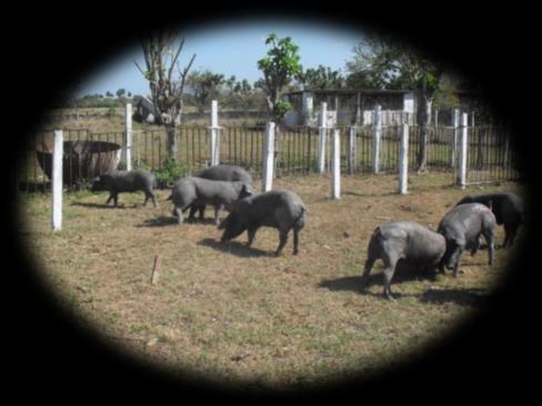 Conservación del cerdo Criollo Situación de los recursos Zoogenéticos.