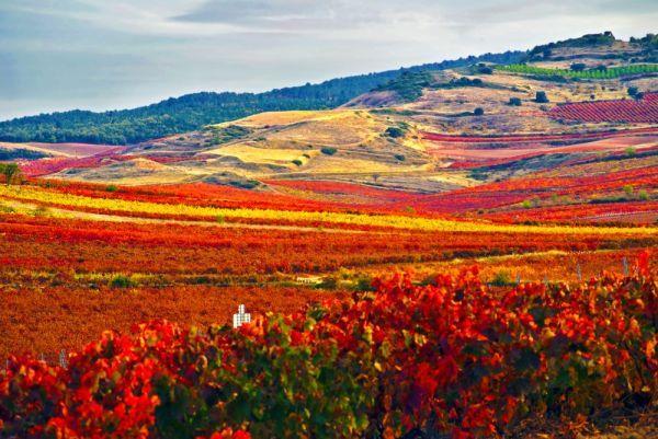 Logroño e Irati, otoño entre vides y hayedos Llega el otoño y el paisaje se viste de tonos rojos y ocres, en La Rioja los