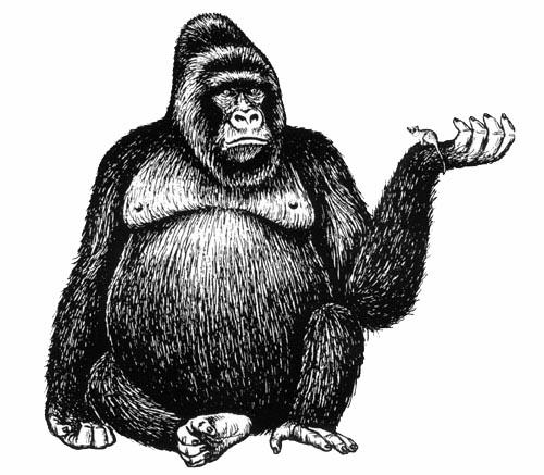 I INTRODUCCIÓN Figura 2. Lémur ratón (Microcebus) en la mano de un gorila (Gorilla), respectivamente, el primate más pequeño y el más grande que existen actualmente (adaptada de Fleagle 1999).