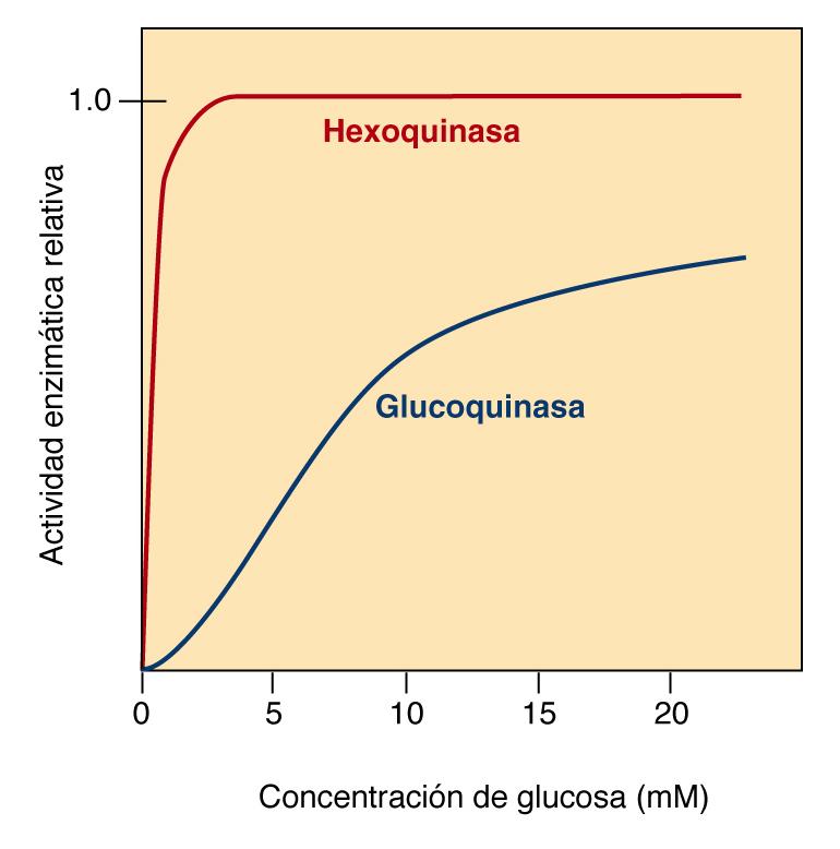 Regulación de la glicólisis Hexoquinasa: Todas las células afinidad (Km 0,1mM) actividad inc en ayunas (4mM) Glucoquinasa: Hígado afinidad (Km 10mM) Diferentes isoenzimas Sólo tiene