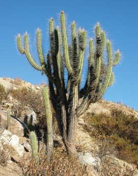 pequeños creciendo. Hay poblaciones al sur de Copiapó, muy altas, de hasta 4 m de altura, la llamada Eulychnia acida var. elata y otras de forma procumbente, Eulychnia acida var.