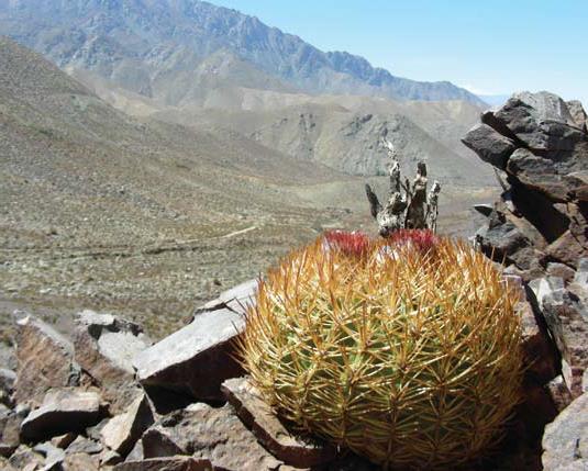 Es una planta muy abundante y que crece en todo la depresión intermedia entre la Cordillera de la Costa y la Cordillera de Los Andes.