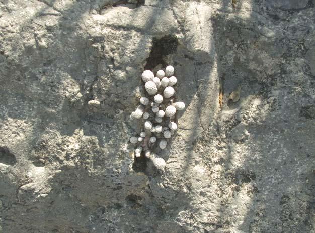 Vol. 53 No. 1 2008 11 L. Matias-Palafox FOTO 5. Turbinicarpus pseudomacrochele creciendo en las grietas de las rocas. territorio nacional (ca.