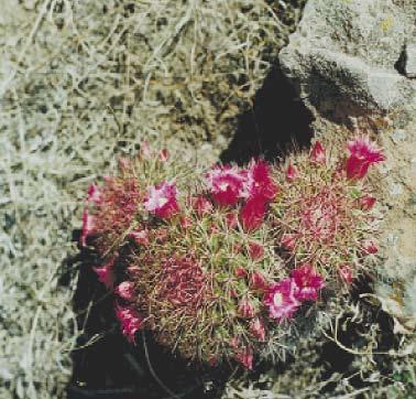 22 FOTO 1. Ejemplar de Mammillaria hamata en su hábitat.