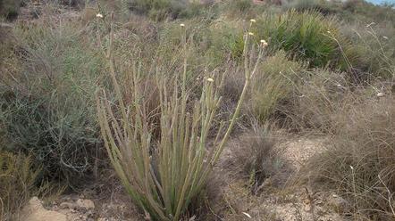 Novedades para la flora de Murcia, III 95 (Širj.) Greuter & Burdet, Ophrys apifera Huds., Polygala calcarea F.W. Schultz, Scirpoides holoschoenus (L.) Soják, Tetragonolobus maritimus (L.) Roth, etc.