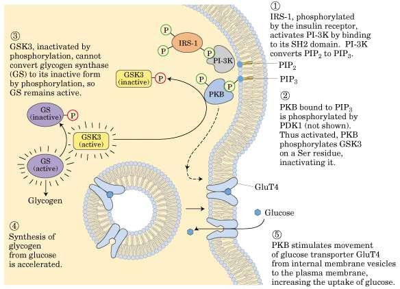 La Gbr2 no es la única proteína asociada a IRS-1 El IRS-1 fosforilado puede activar a PI-3K a través del dominio SH2 y dicha enzima convierte al PIP2 en PIP3 (localizado en la membrana plasmática)