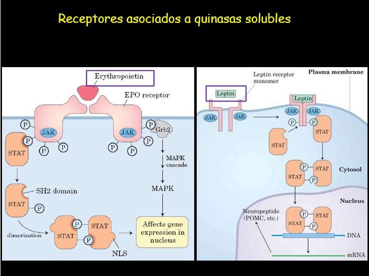 5. Receptores sin actividad enzimática propia No tienen actividad enzimatica propia pero cuando son ocupados por ligandos unen a una tirosin quinasa soluble (JAK, Janus kinase).
