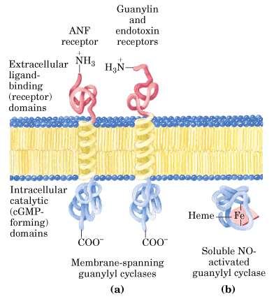 Receptores con actividad GC Receptores con actividad guanilato ciclasa, es decir, producen GMPc a partir del GTP Estos receptores pueden estar localizados en la membrana plasmática (ANF) o solubles