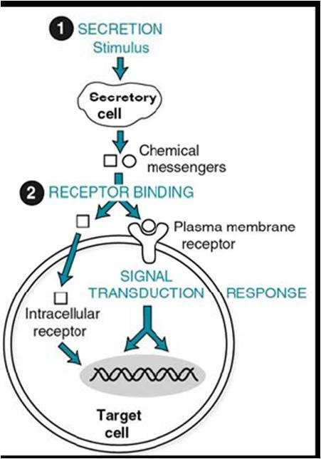 Bioseñalización : Generalidades Componentes de la vía de señalización 1.