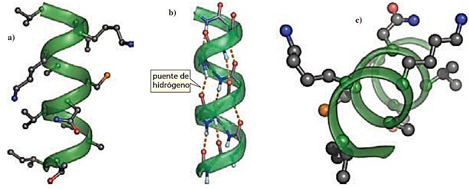 Un tipo de estructura secundaria es la hélice a. En una hélice a, la columna vertebral del polipéptido se enrolla alrededor del eje largo de la molécula de la proteína.