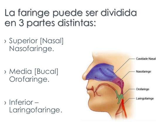 nasales, las trmpas de Eustaqui y la laringe. En la parte superir de la se encuentra la amígdala faríngea adenides Laringe.