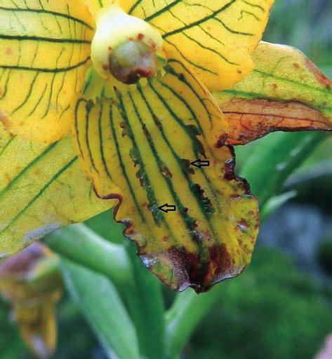 Lleellish Como elementos florísticos sobresalientes símpatricos con C. undulata se encontró a Croton alnifolius Lam., Solanum americanum Mill., Sonchus oleraceus L., Fuertesimalva limensis (L.