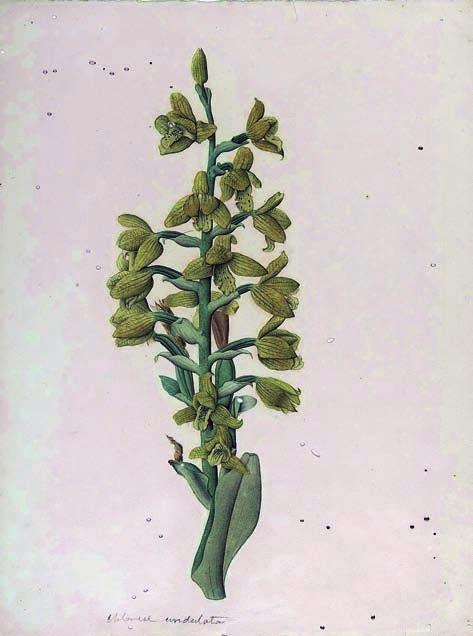 La Orquídea de Lima, Chloraea undulata, en las lomas de Asia, Cañete, Perú de un tratamiento especial al igual que los otras tres orquídeas registradas para las formaciones de lomas: Aa weddelliana