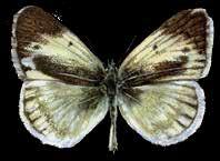 7 cm Alimentación: Generalista Mariposa
