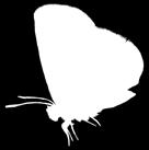 Lycaenidae  Mariposa de la