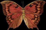 El ciclo de vida de las mariposas y de las polillas involucra
