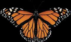 mariposa monarca.