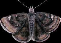 Mariposa cebra Heliconius charithonia