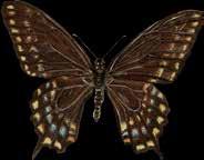 Papilio garamus Papilionidae