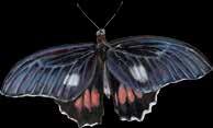 Papilionidae Tamaño: 8 11 cm