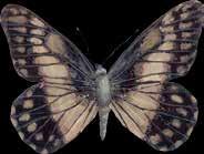 Mariposa citrina de hoja Anteos clorinde navifera