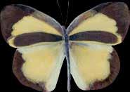7 cm Alimentación: Loranthaceae Mariposa citrina de