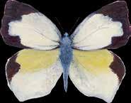 5 7 cm Alimentación: Fabaceae Mariposa sulfurina