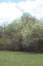 ndice de Fuentes Semilleras Ficha técnica de Prunus padus L. El cerezo de racimo es un arbusto o arbolillo que suele medir entre 2 y 6 m de altura.