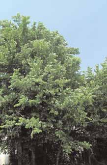 ndice de Fuentes Semilleras Ficha técnica de Ulmus glabra Huds. El olmo de montaña es un árbol caducifolio que habitualmente mide entre 10 y 35 m de altura aunque en ocasiones alcanza los 40 m.